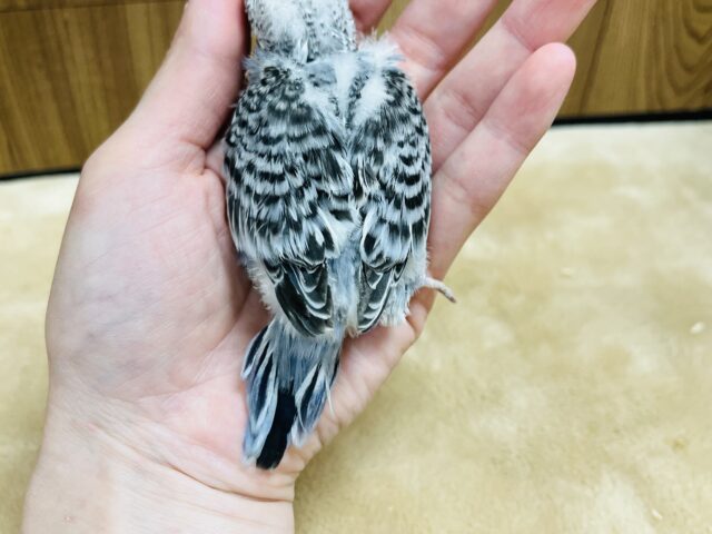 ジャンボセキセイインコ