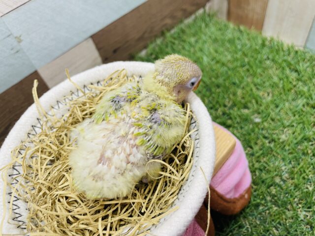 ヤマブキボタンインコ