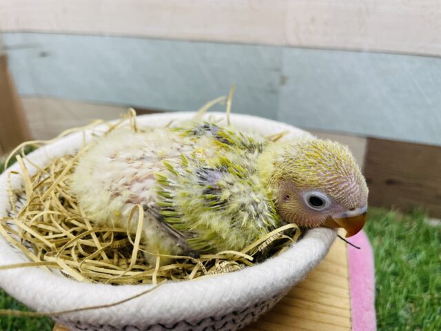 ヤマブキボタンインコ