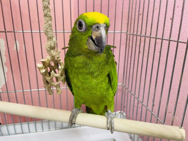 キビタイボウシインコ
