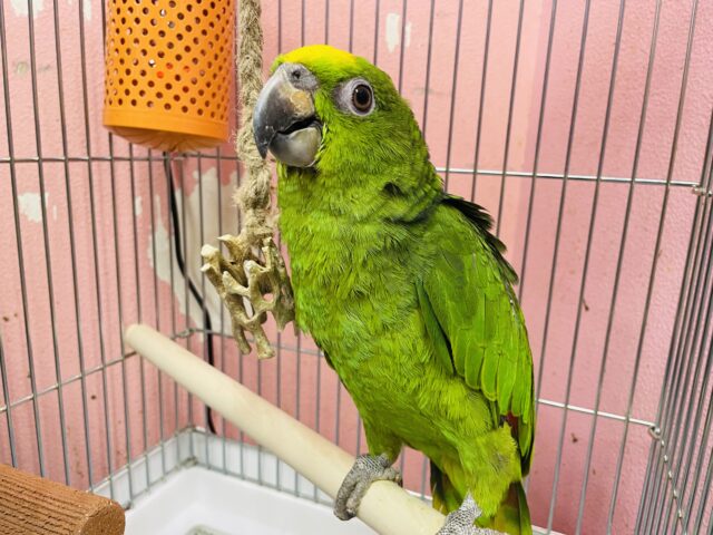 キビタイボウシインコ