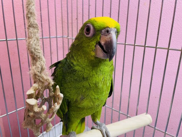 キビタイボウシインコ