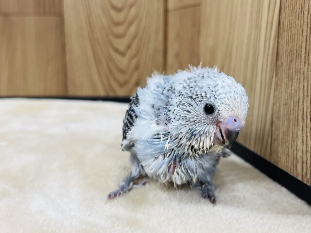 ジャンボセキセイインコ