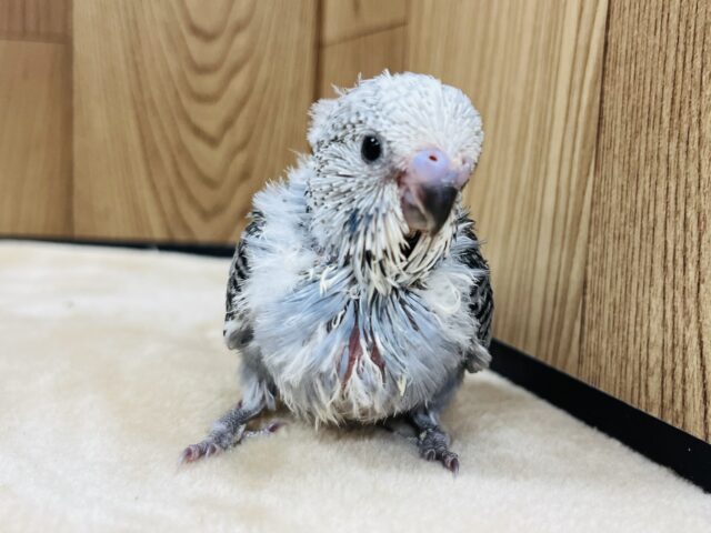 ジャンボセキセイインコ