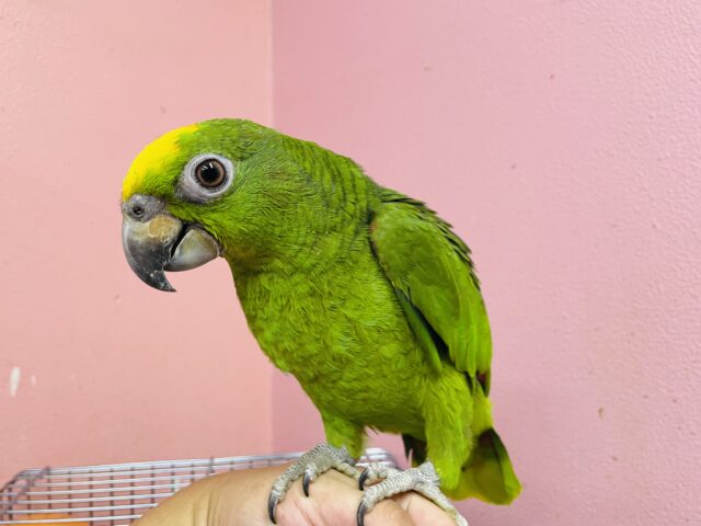 キビタイボウシインコ