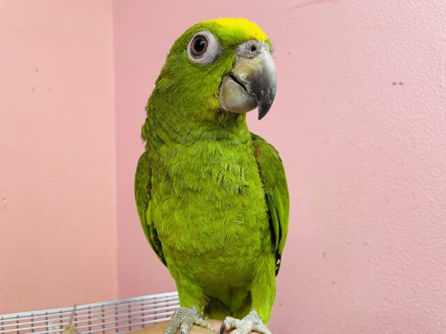 キビタイボウシインコ