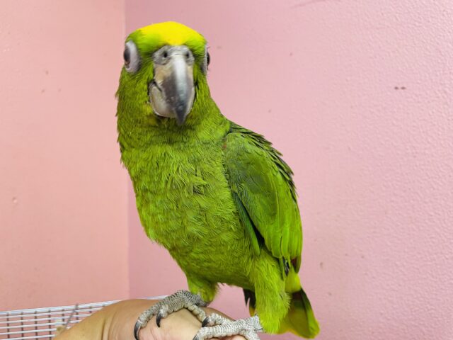 キビタイボウシインコ