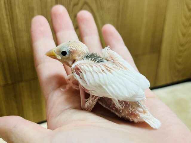白文鳥