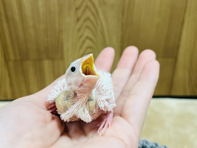 白文鳥
