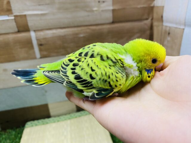 セキセイインコ