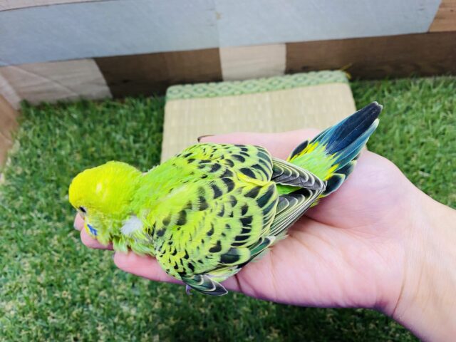 セキセイインコ