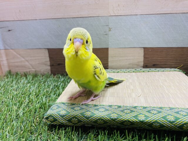 セキセイインコ