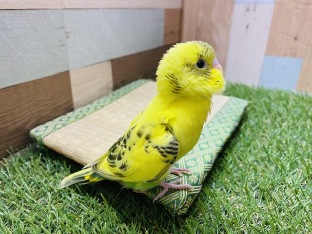 セキセイインコ