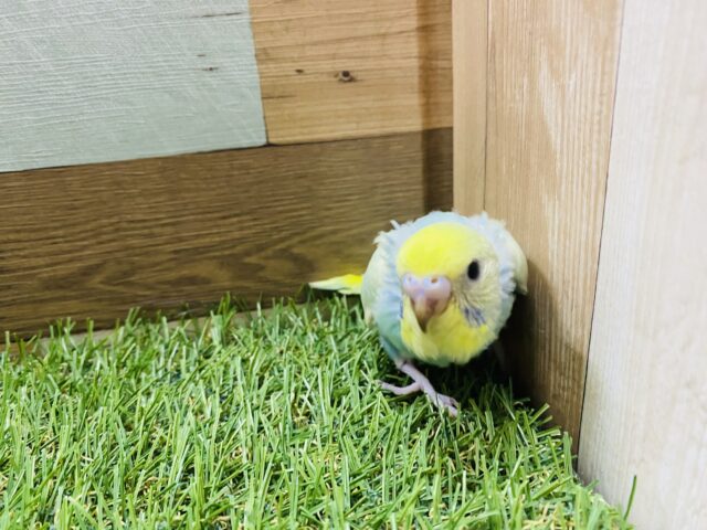 セキセイインコ