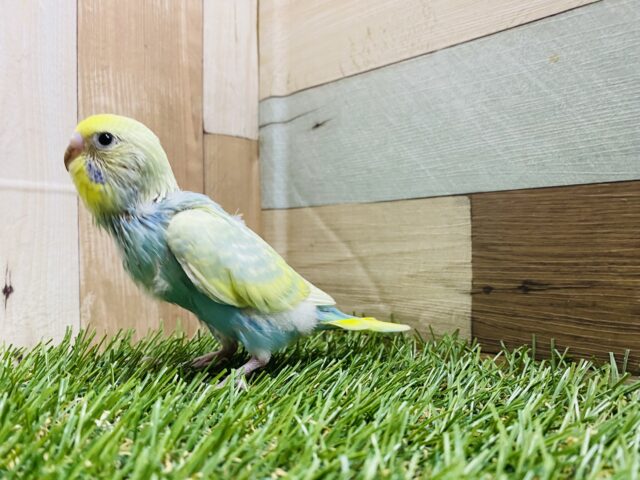 セキセイインコ