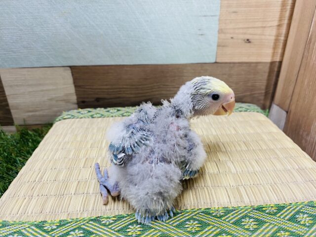 コザクラインコ（小桜インコ）