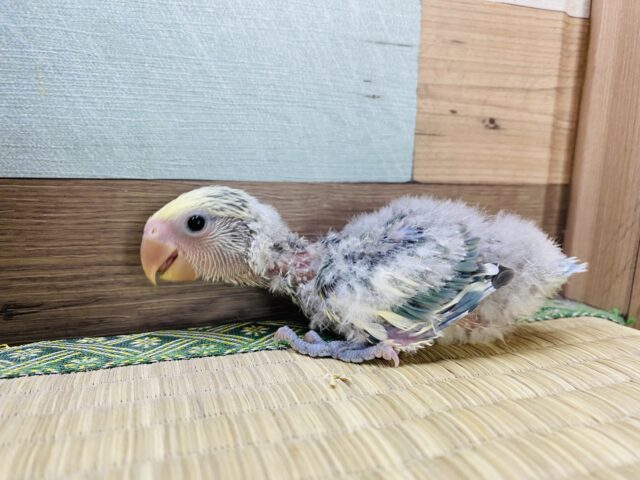 コザクラインコ（小桜インコ）
