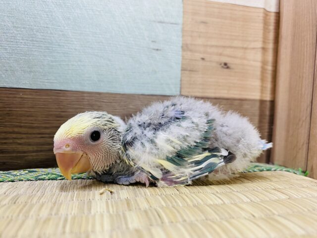 コザクラインコ（小桜インコ）
