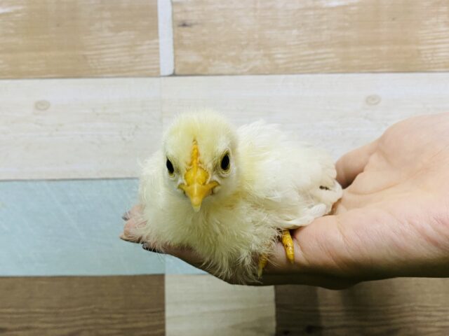 桂チャボ（カツラチャボ）