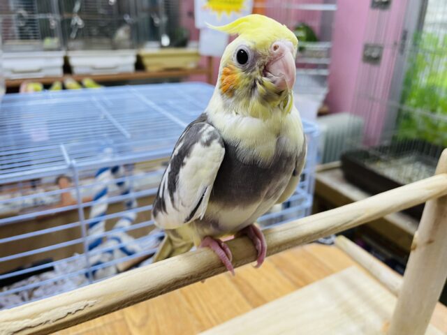 オカメインコ
