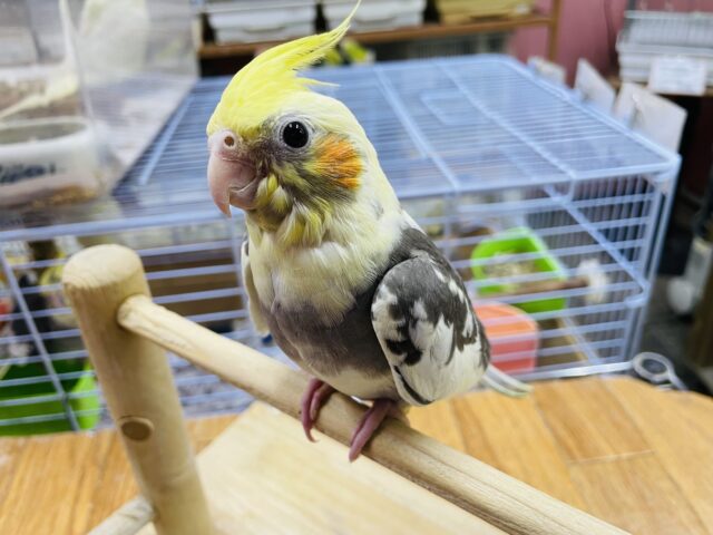 オカメインコ