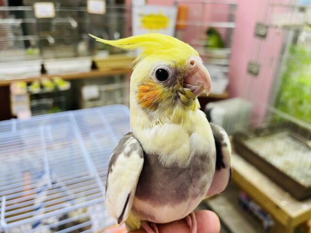 オカメインコ