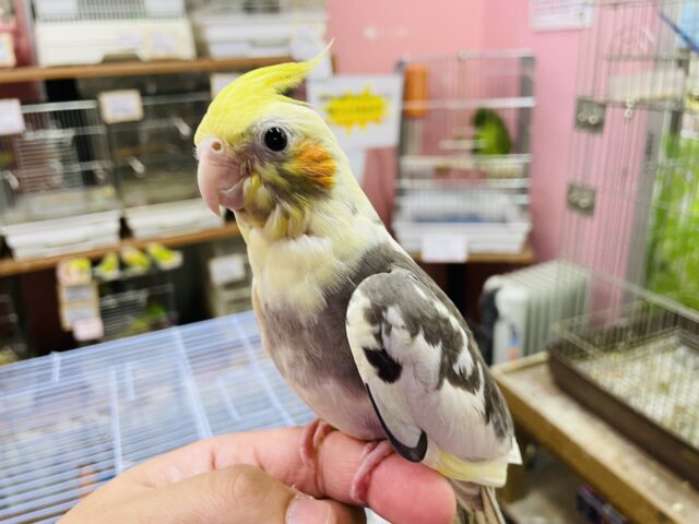 オカメインコ