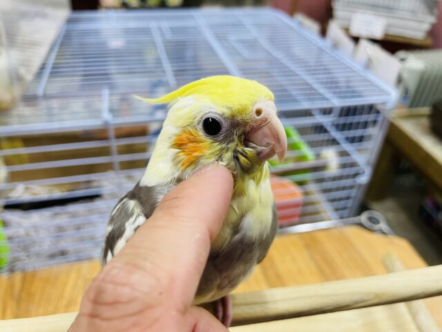オカメインコ