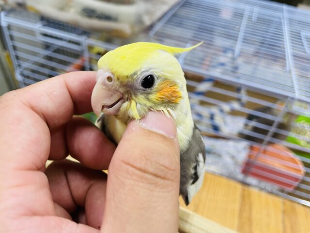オカメインコ