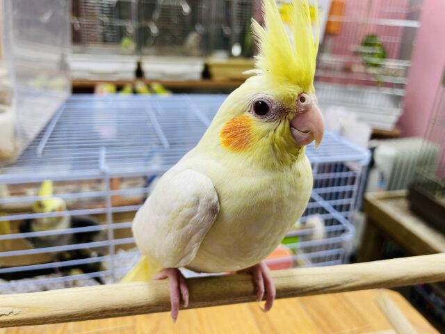 オカメインコ