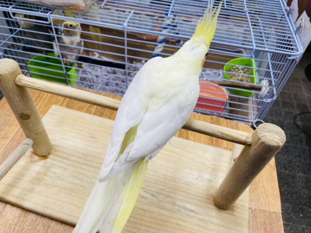 オカメインコ