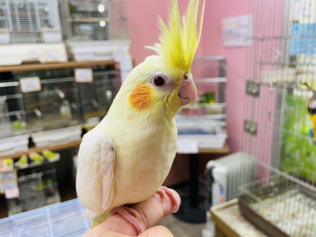 オカメインコ
