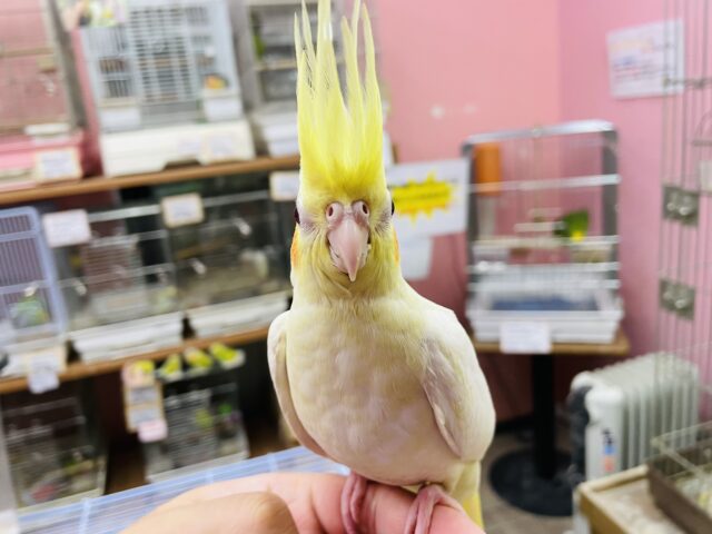 オカメインコ