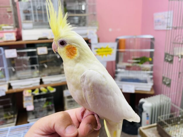 オカメインコ