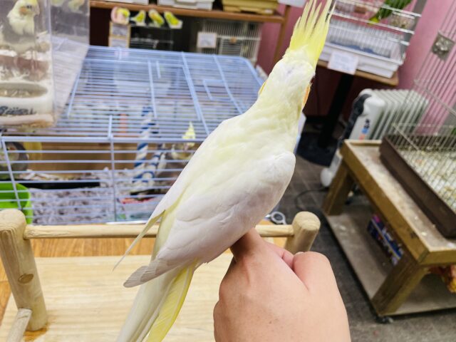 オカメインコ
