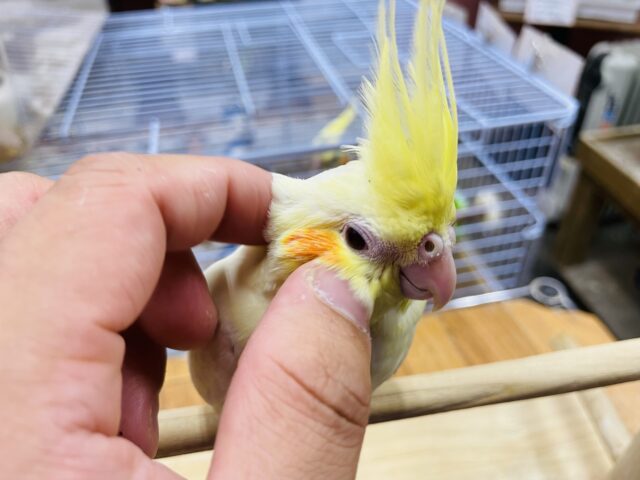 オカメインコ