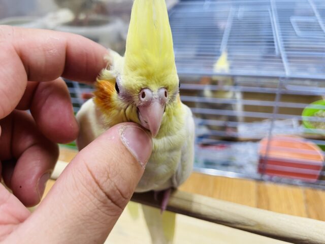 オカメインコ