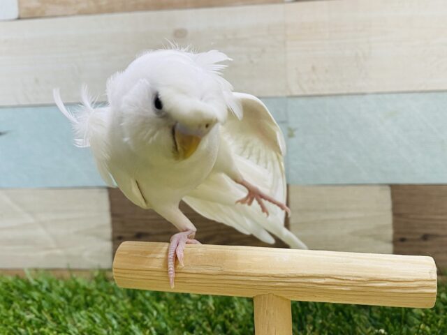 羽衣セキセイインコ