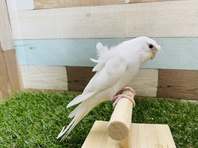 羽衣セキセイインコ
