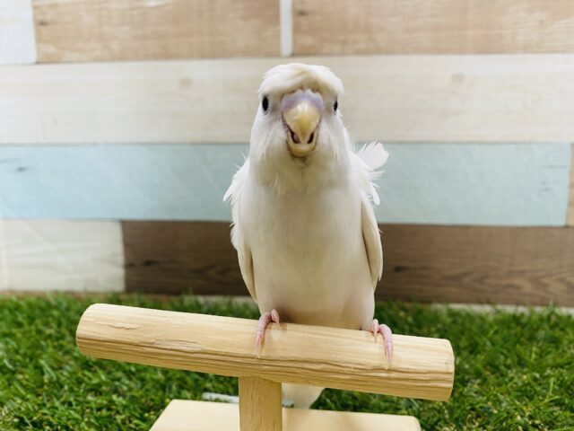 羽衣セキセイインコ