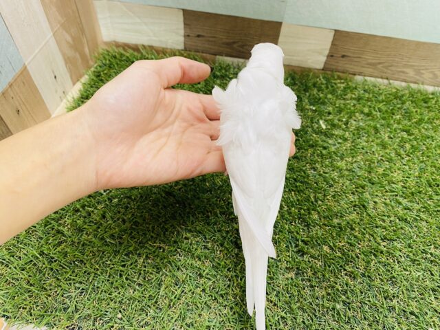 羽衣セキセイインコ
