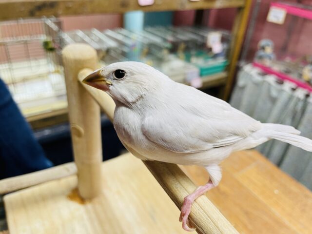 シルバー文鳥