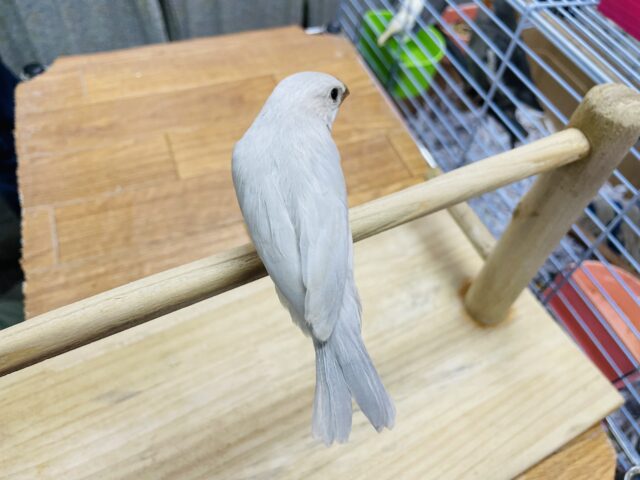 シルバー文鳥