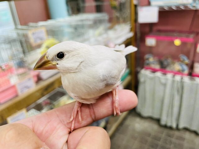 シルバー文鳥