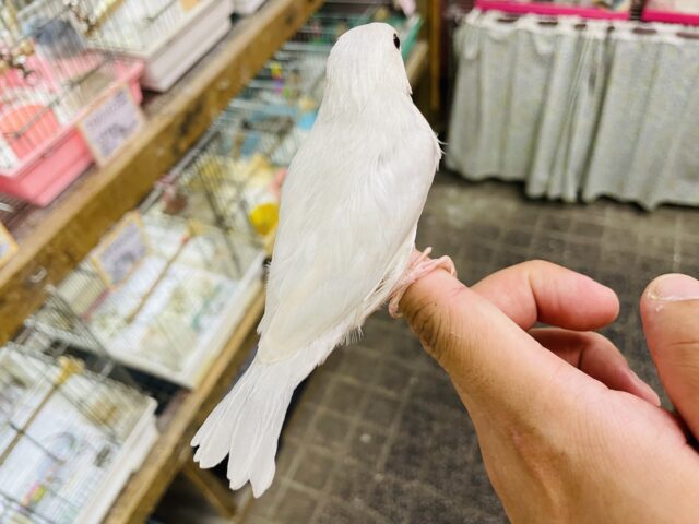 シルバー文鳥