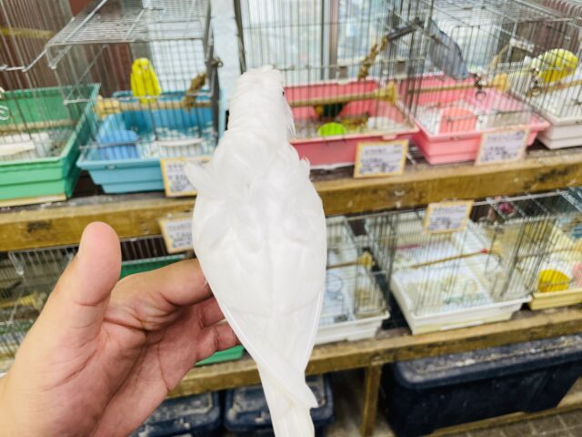 羽衣セキセイインコ