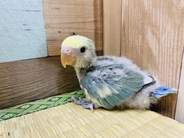 コザクラインコ（小桜インコ）