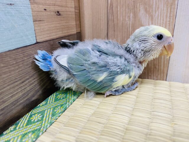コザクラインコ（小桜インコ）