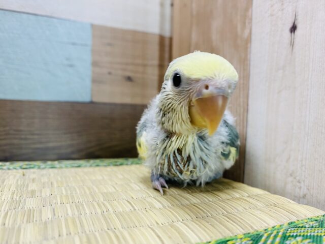 コザクラインコ（小桜インコ）