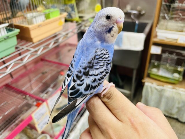 最新画像有り💕ヒナ餌卒業‼️チラッとカメラ目線が得意です✨ヒナヒナのセキセイインコオパーリン! セキセイインコ